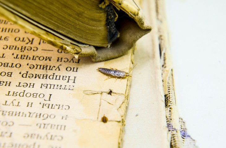 衣魚實際上是只針對家居物件的害蟲，而非病原體，更不會傳播病毒，也不會咬人。