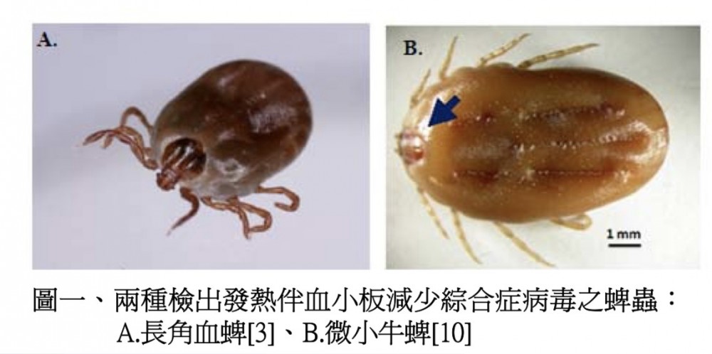 「新布尼亞病毒」不是新的疾病,而是10年前被確認的一種急性傳染病,主要媒介是蜱蟲叮咬。