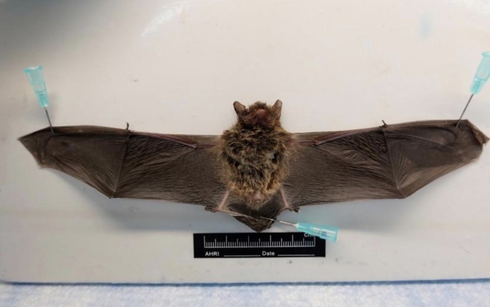 有台灣民眾拾獲野生蝙蝠,送至當地試驗所檢驗,竟驗出蝙蝠身上帶有「台灣新型麗沙病毒」,而此病毒有人畜共通的風險,即人類或會受感染。