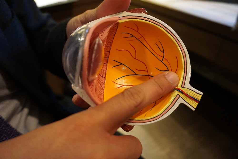 黃斑點位於視網膜中央位置。