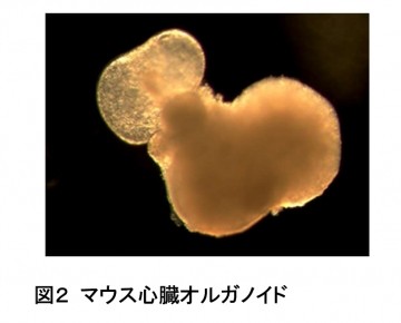 胚胎幹細胞成功轉化成心肌細胞,大約14天後形成立體迷你心臟。