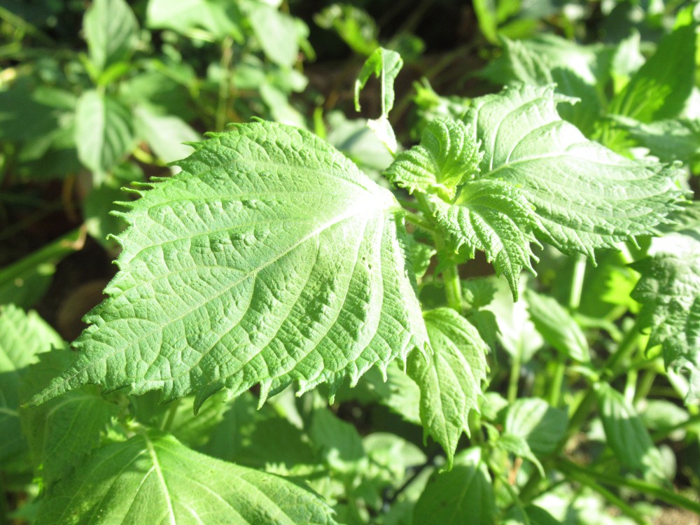 紫蘇葉的散寒和中功效能緩和海鮮性味偏寒引致的腸胃不適。