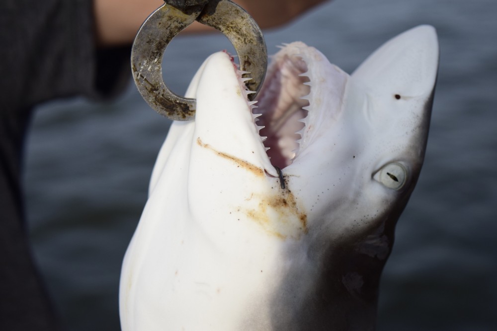 美國有鯊魚保育團體憂慮疫苗生產需要殺害50萬隻鯊魚。