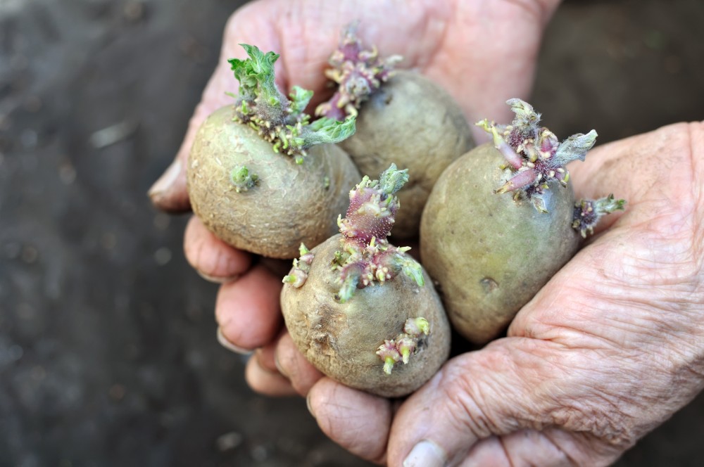 薯仔貯存期間受到長時間光照射，就有機會發芽，表皮變綠。