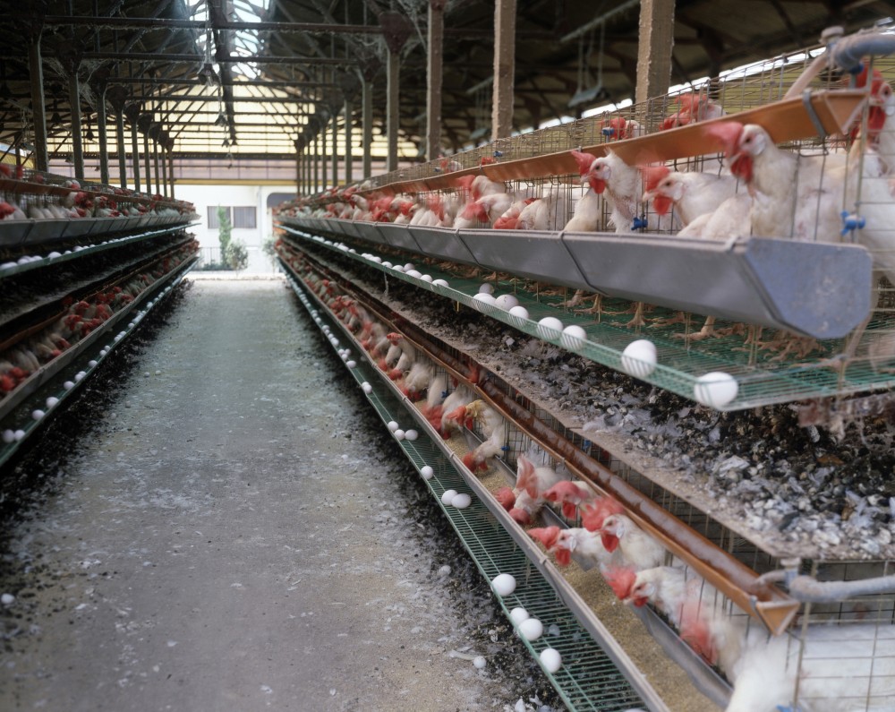 日本香川縣一個養雞場懷疑爆發禽流感。（示意圖）