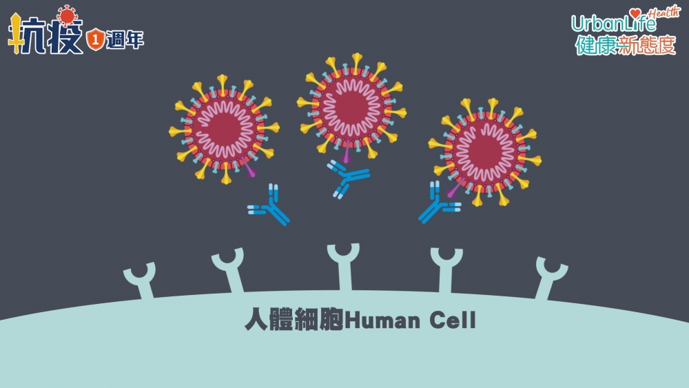 目前疫苗大部分都是以原裝的病毒做藍本的,它們產生的抗體有可能不能對付這些變異株。
