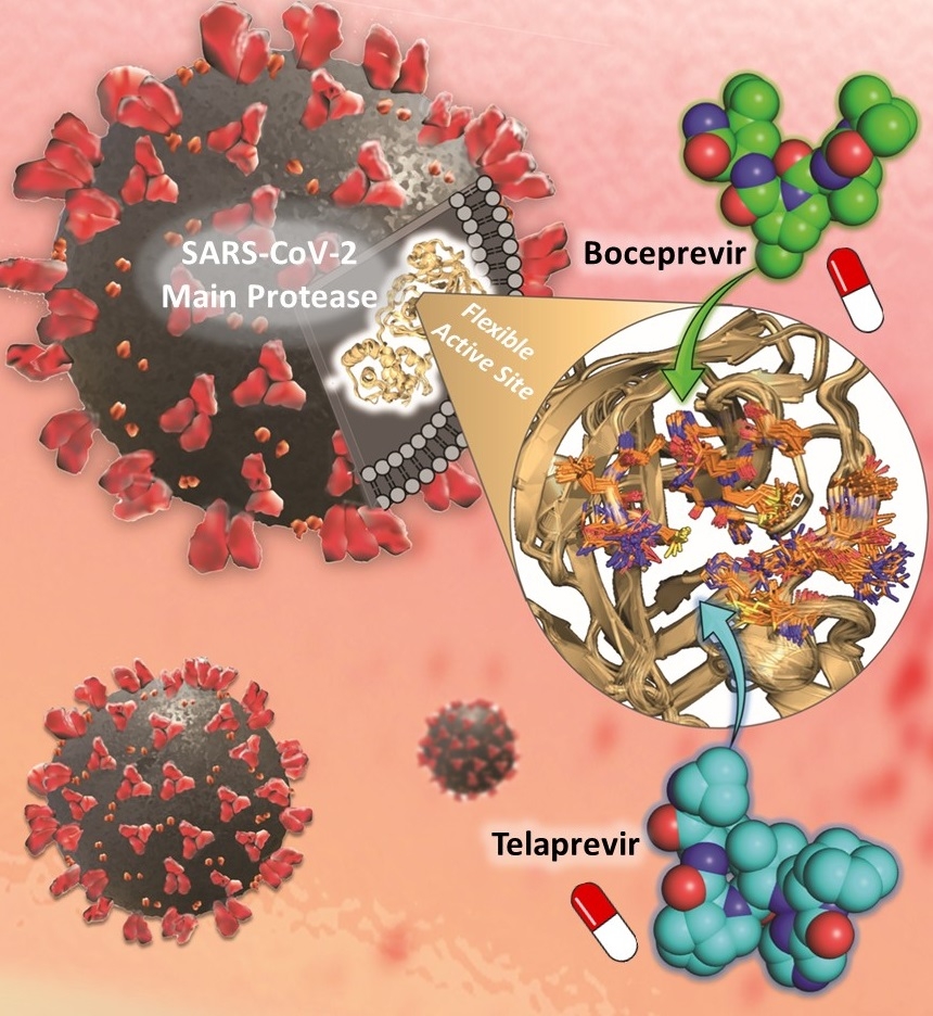 抗新冠病毒(SARS-CoV-2)藥物Boceprevir和Telaprevir靶向抑制主要蛋白酶活性位點。