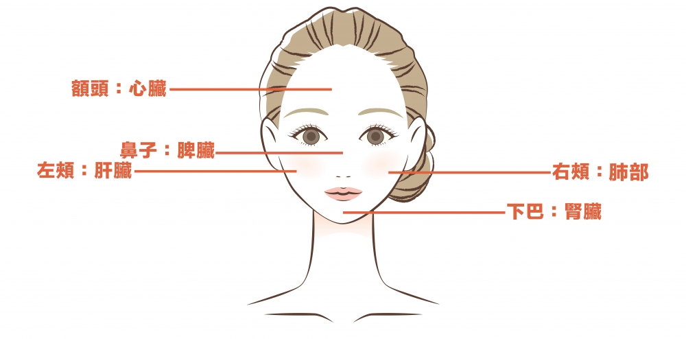 臉部不同位置代表著身體不同器官。