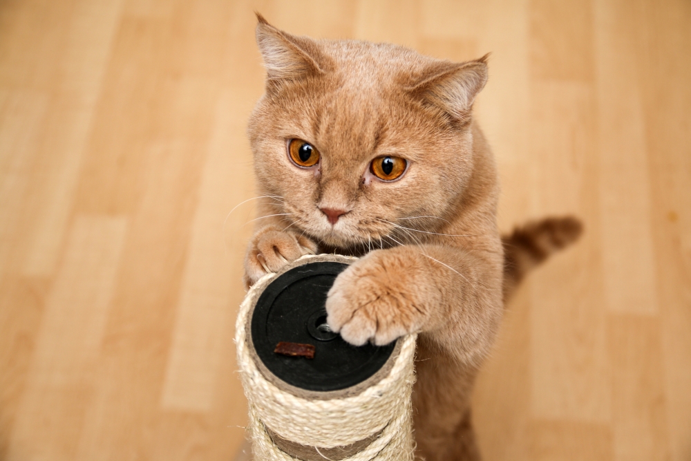 貓抓病是由韓瑟勒巴通氏菌(Bartonella henselae)所引起的疾病。