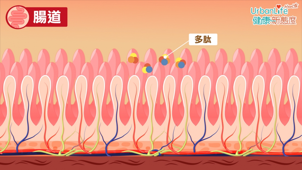 腸道中的多肽可引致免疫反應,令皮膚與腸道出現問題。