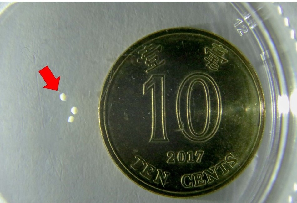 每個機械人直徑僅100至500微米。