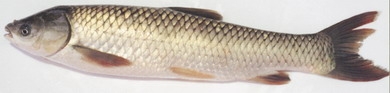 由於鯉科魚類(包括鯇魚(又稱草魚)、鯉魚、鯪魚、青魚、鯽魚、鰱魚(又稱白鰱)及大頭(又稱花鰱或鱅魚)等)的魚膽含有毒物質,市民切勿進食其魚膽。