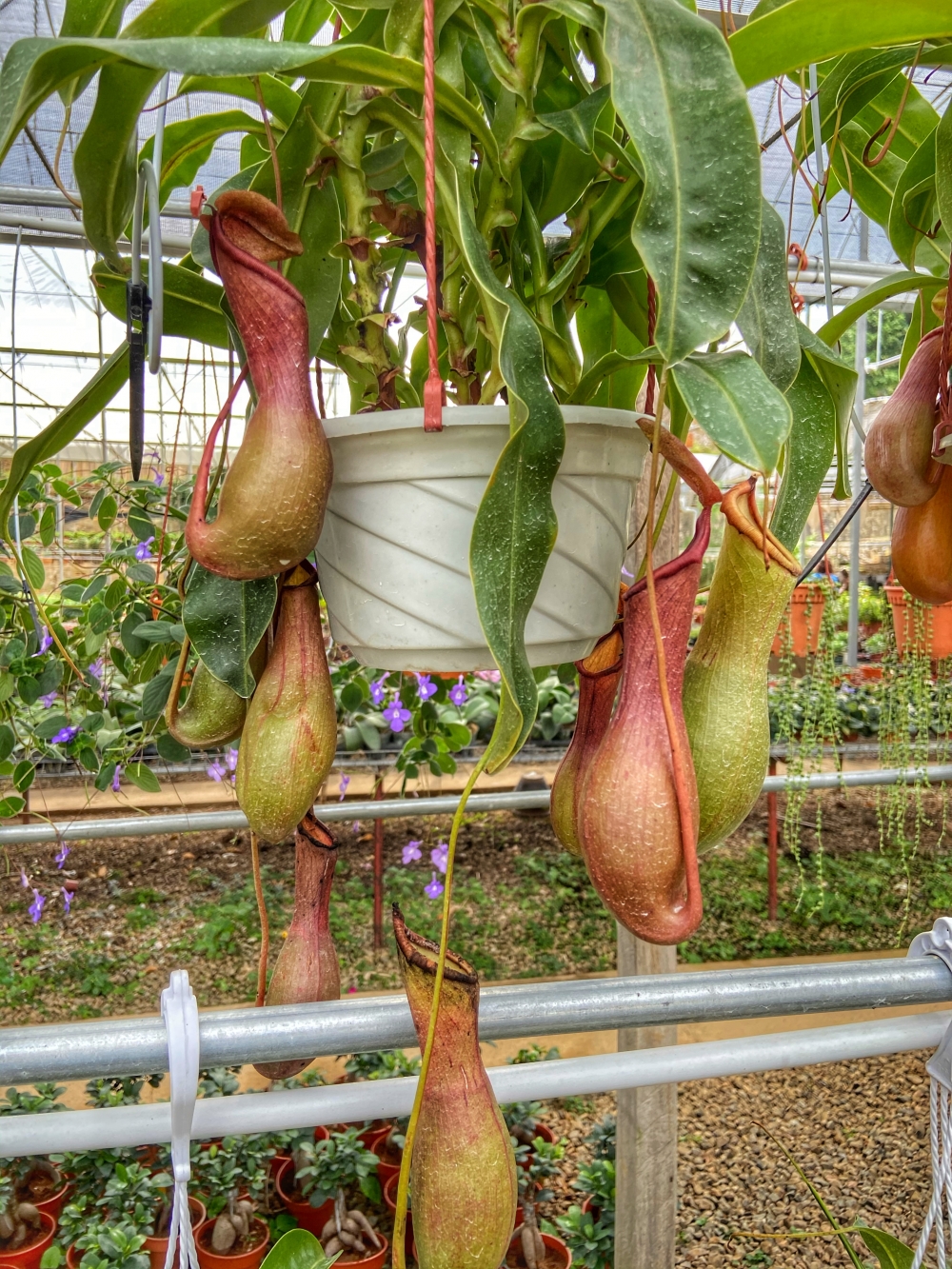 豬籠草屬於熱帶食蟲植物，它會直接捕食蚊蟲。