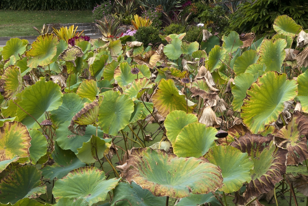 中醫認為,荷葉有清熱解暑,升發清陽,涼血止血。