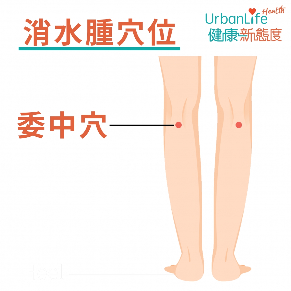 委中穴位於膝蓋後側的正中央位置。