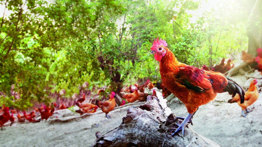 不同雞隻的滴雞精功效不同。