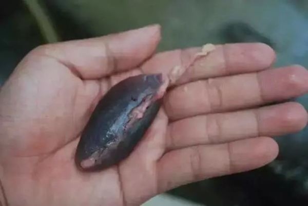 內地一名50歲男子誤信食魚膽可明目,未料生吞過後數小時痾嘔肚痛,入院檢查後發現肝腎功能衰竭。