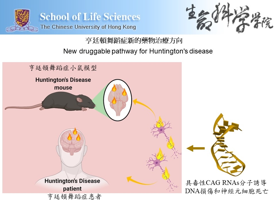 當NUDT16的功能受損,大腦細胞會迅速出現基因損傷,最終演化成神經退化及死亡。