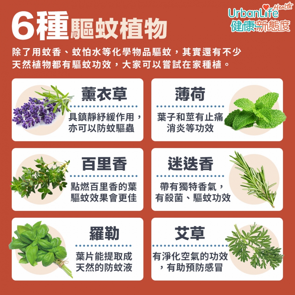 除了用蚊香、蚊怕水等化學物品驅蚊,其實還有不少天然植物都有驅蚊功效,大家可以嘗試在家種植。