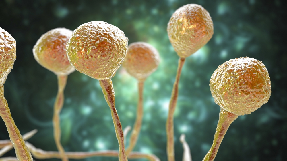 毛黴菌(mucor)常見於泥土、植物、肥料及腐爛蔬果。