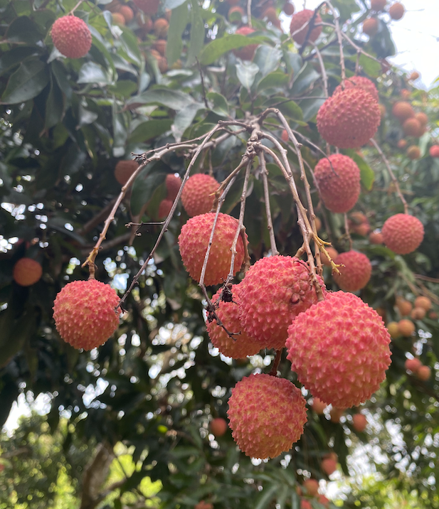 夏天荔枝當造,清甜味道容易令人愈吃愈多。