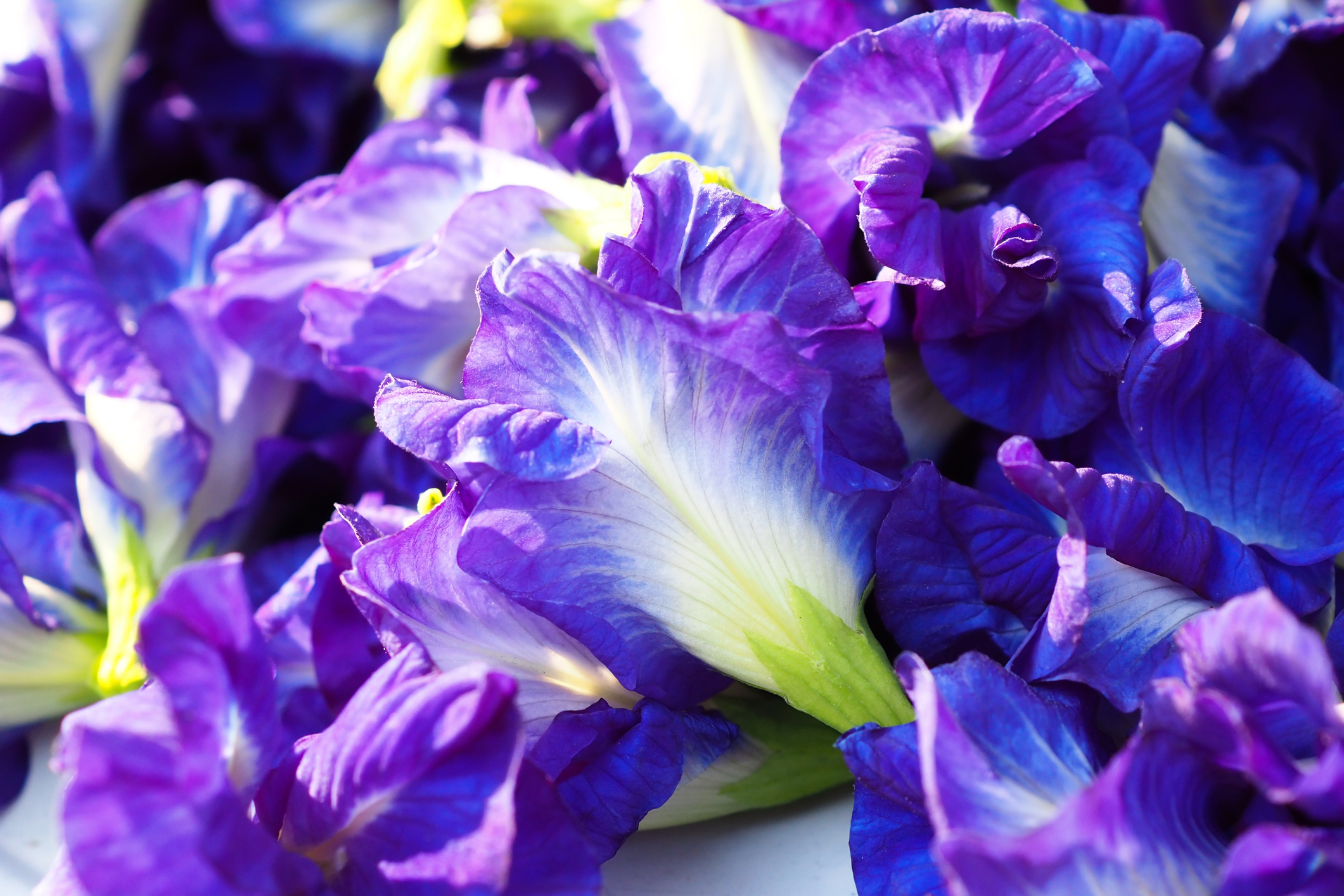 出蝶豆花花青素的含量,例如藍莓,茄子,石榴等等。