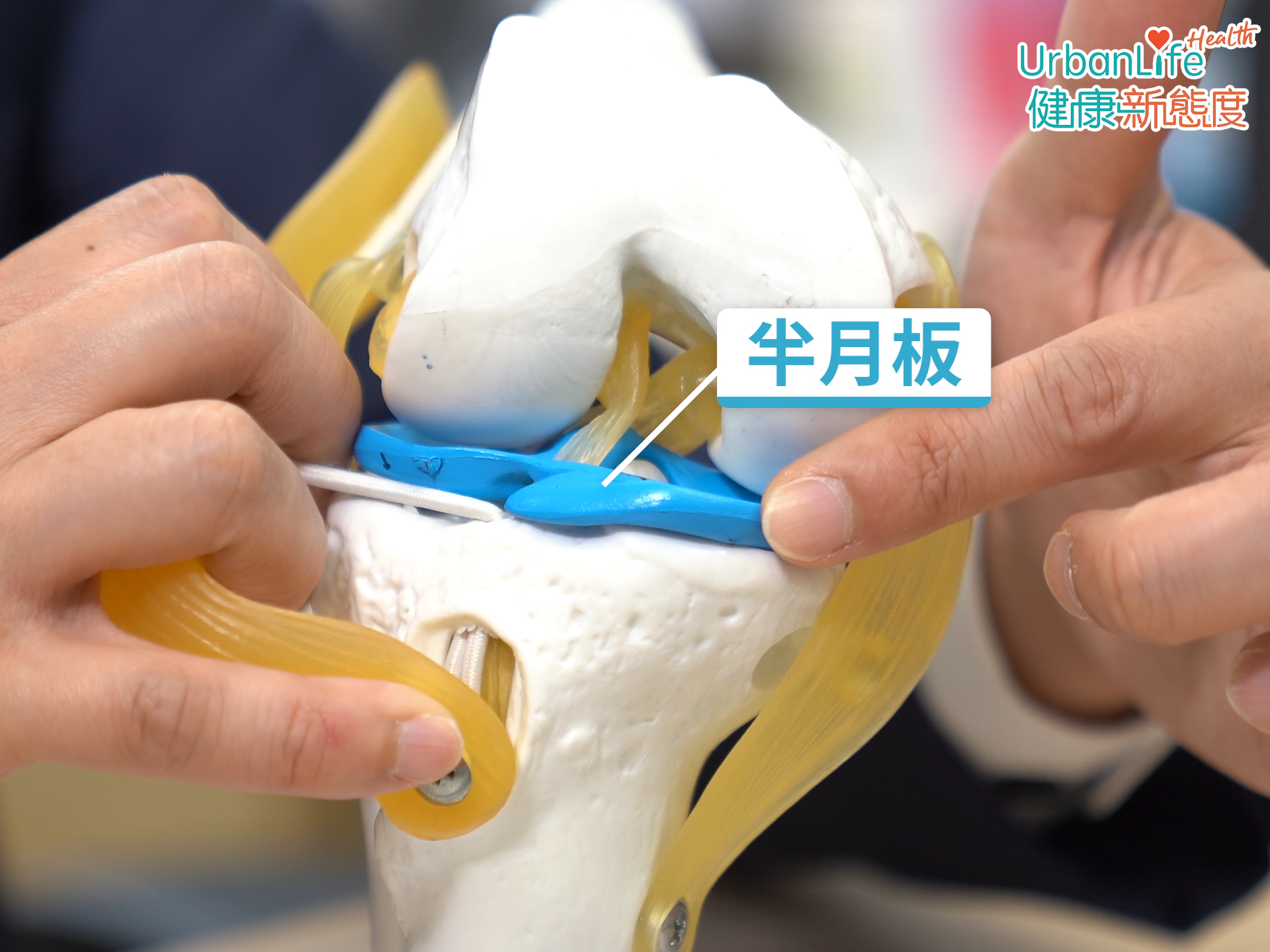 當人走很多路的時候,半月板就會變得愈來愈薄。