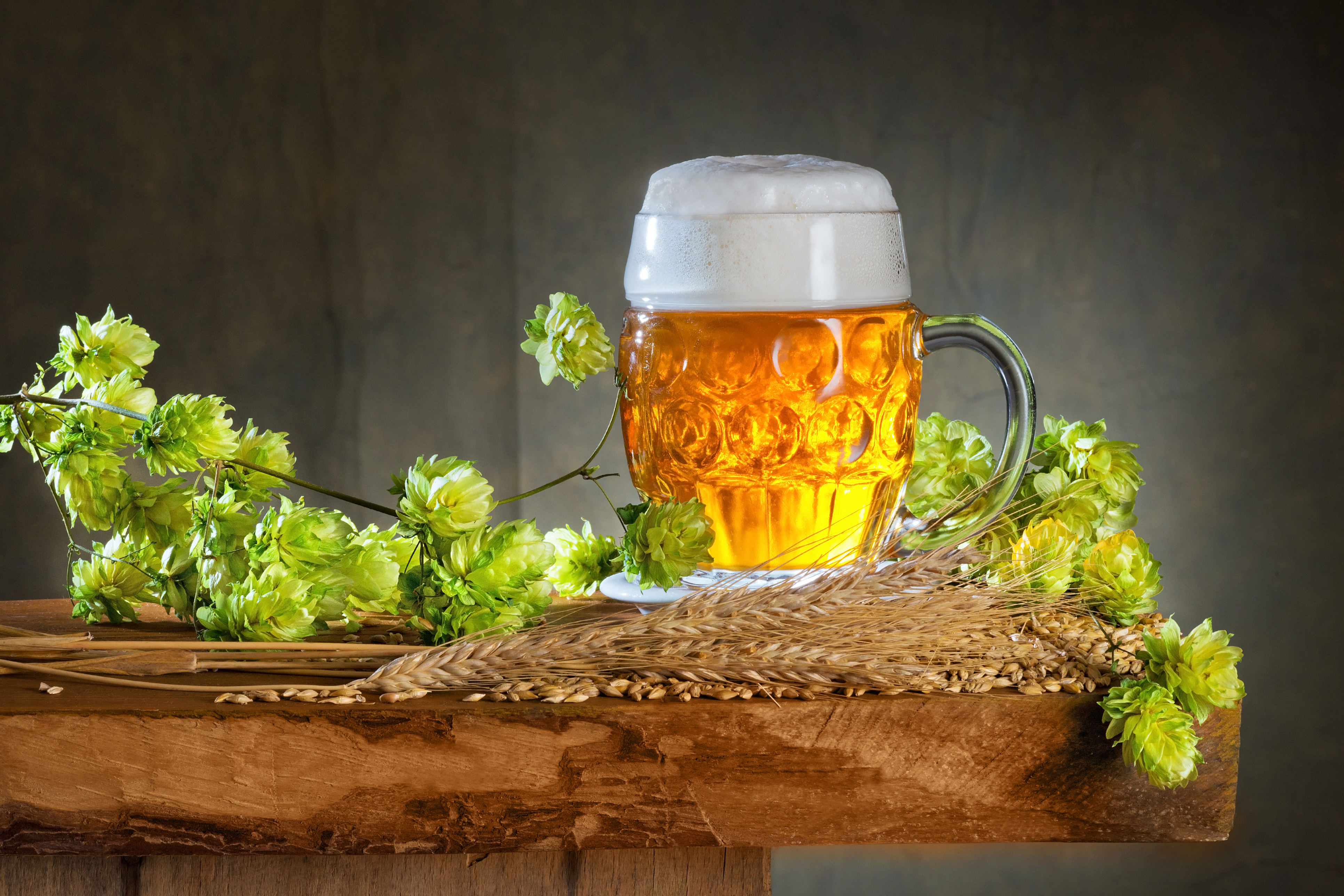 俄勒岡州立大學的研究表明,啤酒花中含有的兩種化合物,有助阻止小鼠肝臟脂肪堆積,有望將來用於治療脂肪肝。