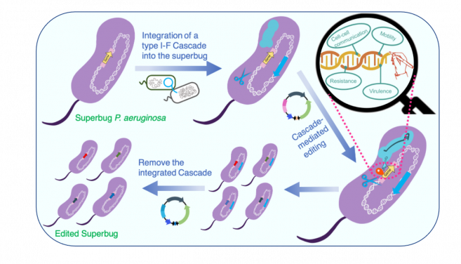 港大理學院及醫學院微生物學系共同進行開發了一個可轉移和整合、基於I型 CRISPR-Cas 的基因編輯技術,可以高效編輯超級細菌銅綠假單胞菌。