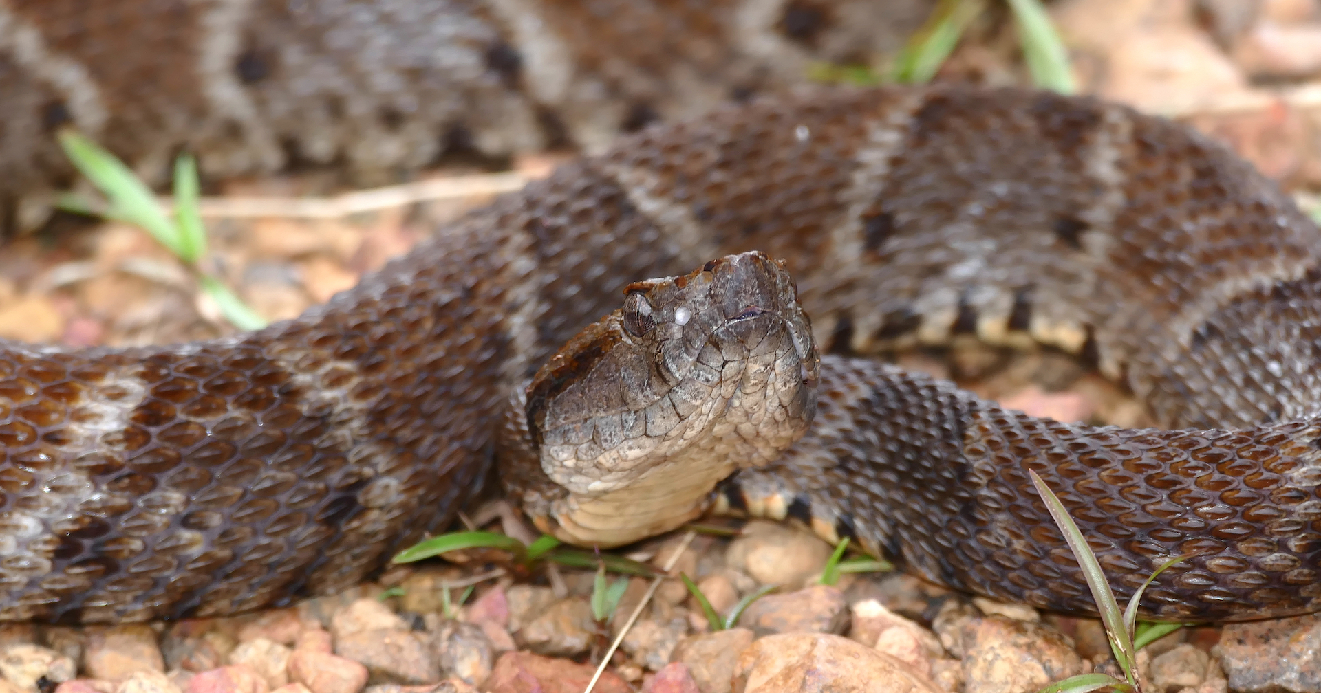 研究團隊發現,一種在矛頭蛇 (Bothrops atrox) 的毒液中發現的酶,名叫爬蟲酶或巴曲酶的凝血酶。
