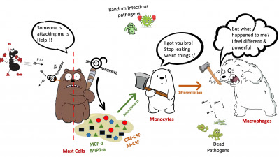 研究證實了MRGPRX2的新型免疫調節作用,並表明它是先天免疫中的重要受體,有助開發新的類似物,如MRGPRX2激動劑或拮抗劑。