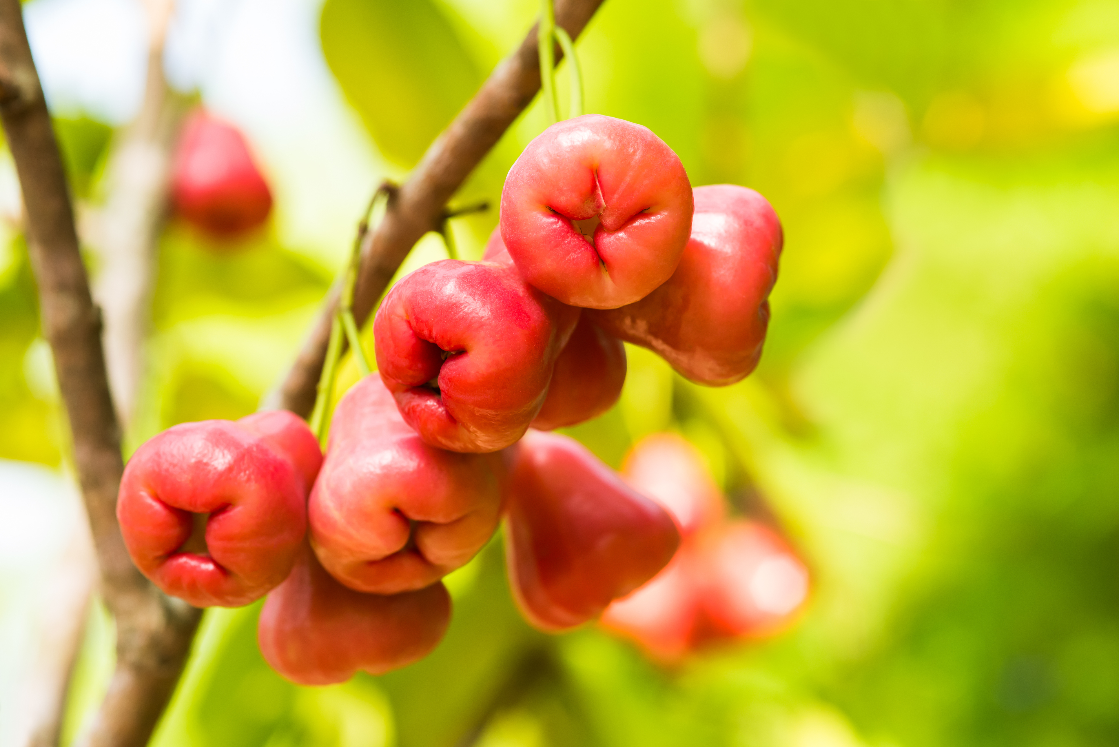 蓮霧夏季5至7月盛產,富含膳食纖維,維生素C、鉀等營養素。其低脂低熱量,有潤肺、止咳作用。