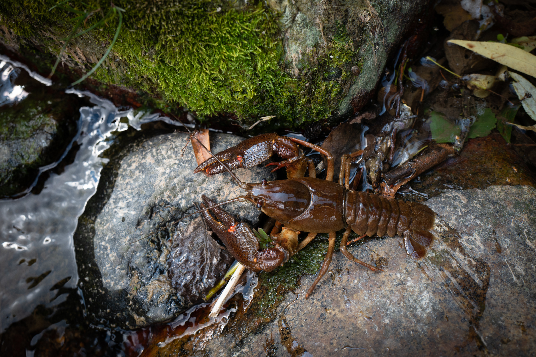 白螯小龍蝦通常生活在大約1公尺深的河流和溪流中。