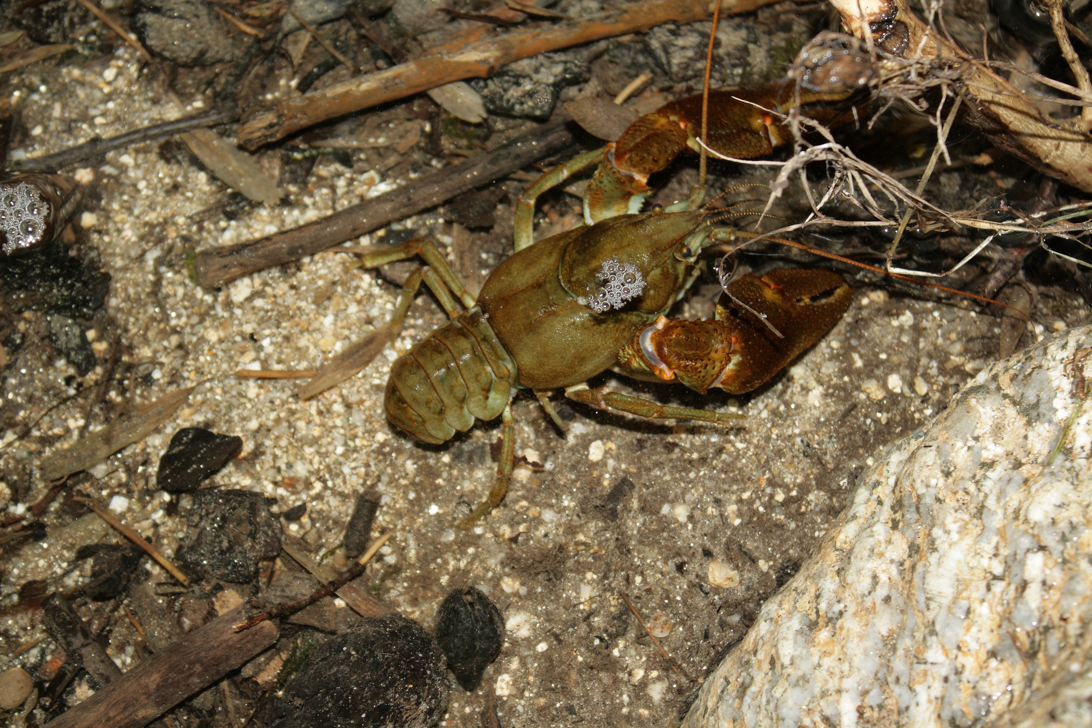 「白螯小龍蝦」為歐洲淡水小龍蝦,也是唯一原產於不列顛群島的小龍蝦,被英國列為瀕危保育類動物。