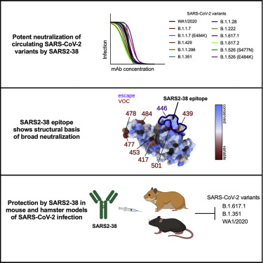 在嚙齒動物上進行測試,最終發現2個效果較好的抗體,而「SARS2-38」的防護力為最佳。