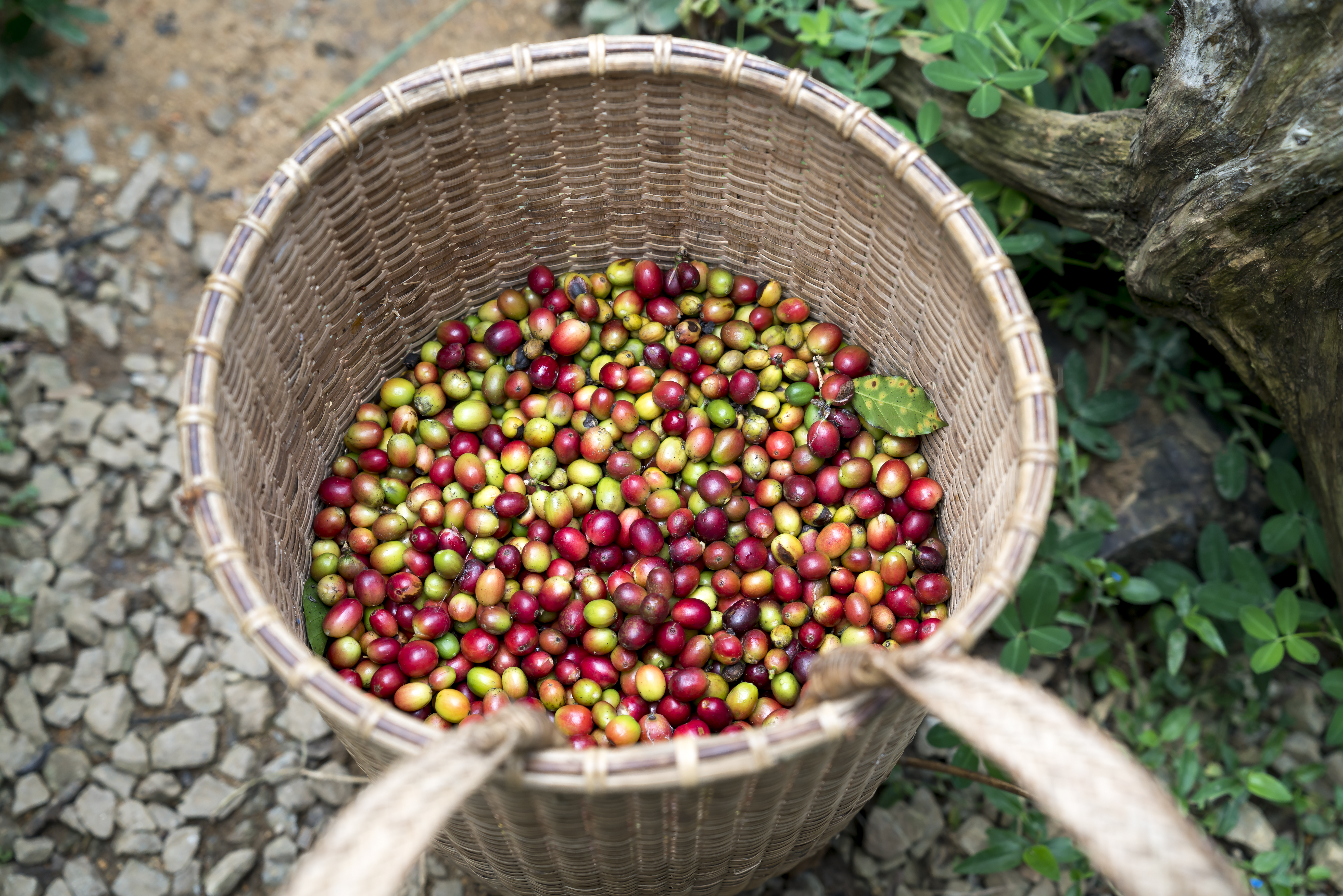 越南是羅布斯塔咖啡豆(Robusta)的主要生產國,據外媒報導指,胡志明市的封鎖措施令市場憂慮全球咖啡豆供應受影響。(資料圖片)