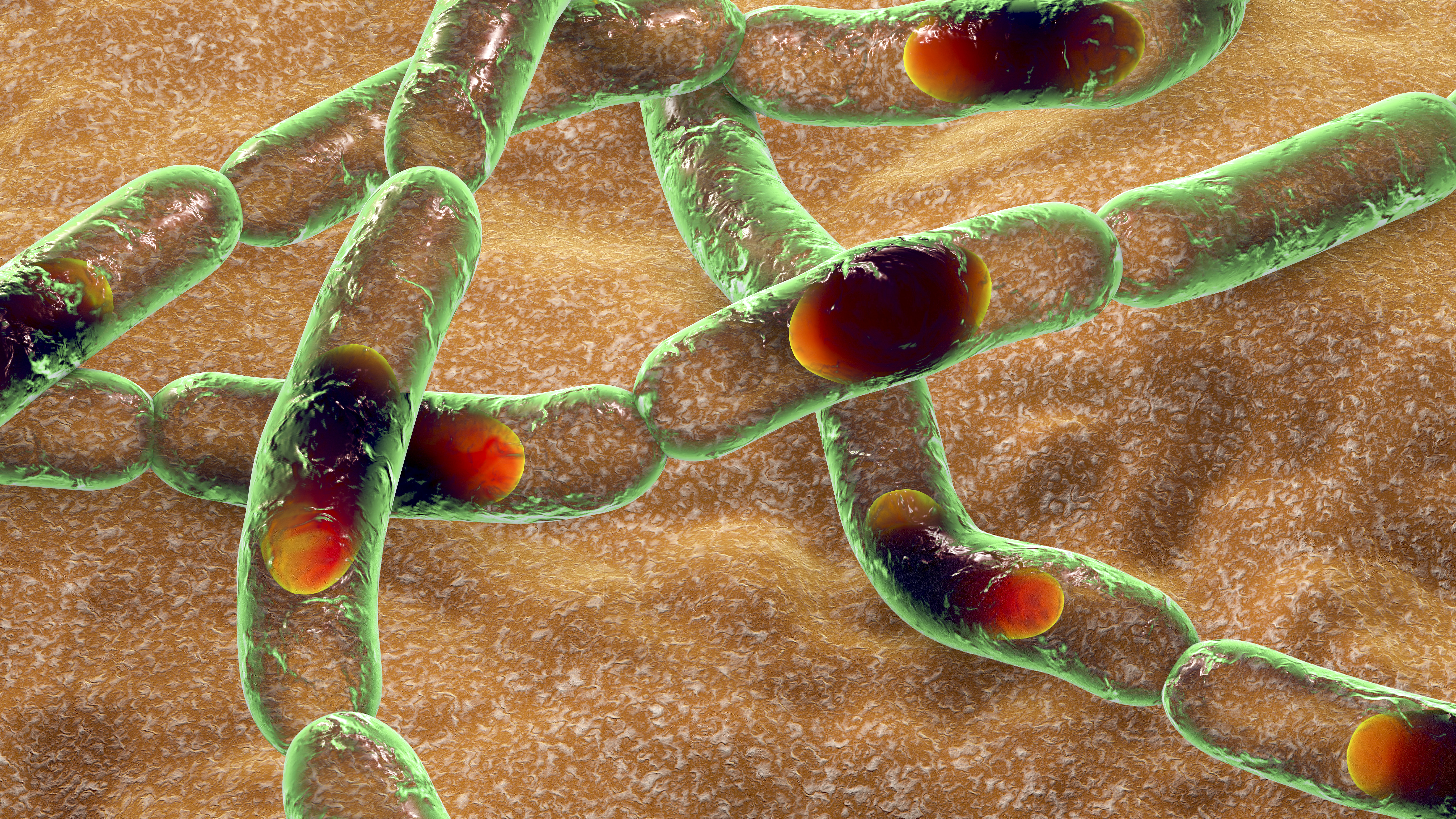 患者的皮膚患處初時會凸起和痕癢，繼而發展為中央部分呈現黑色的無痛潰瘍。