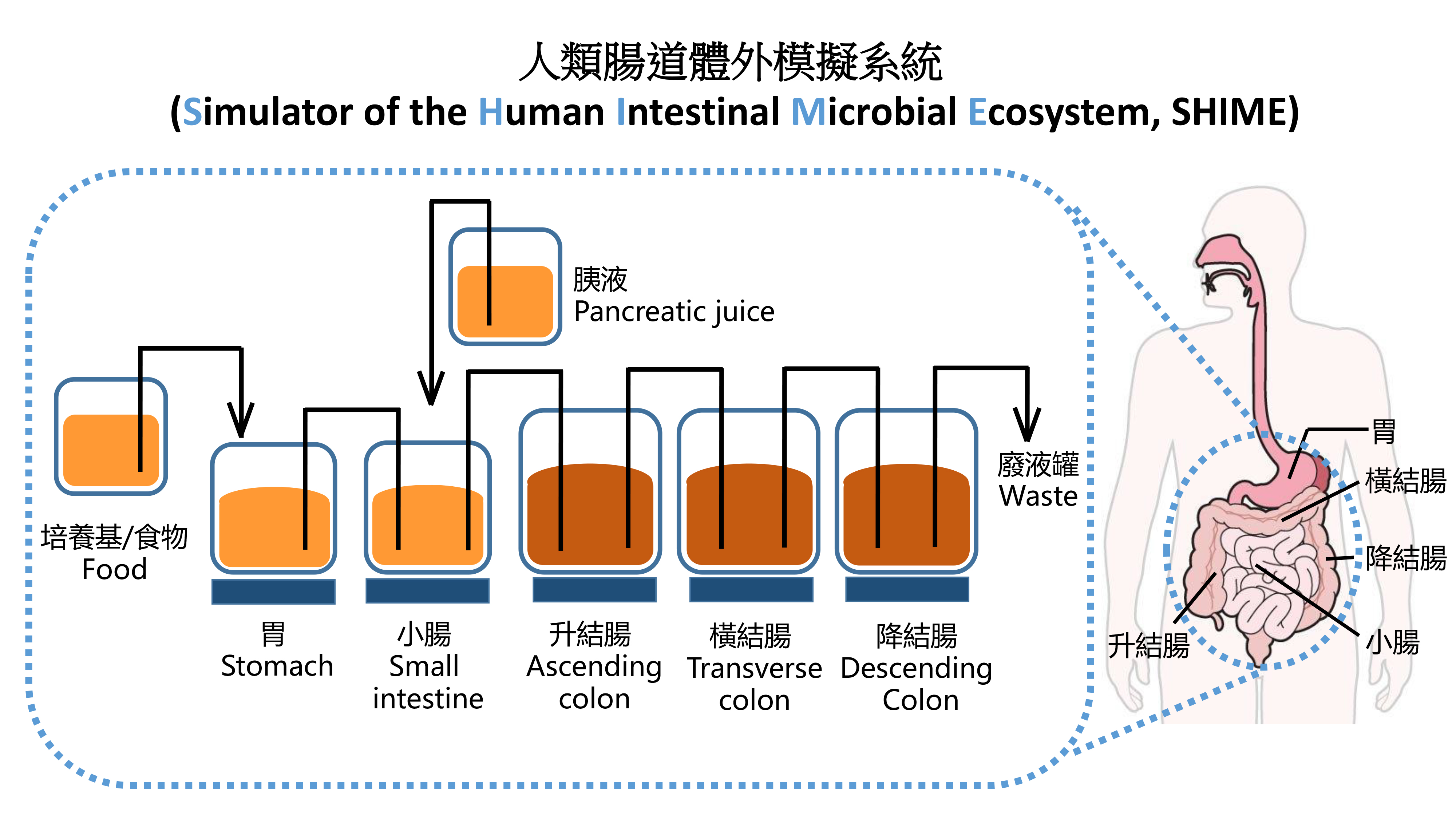 人類腸道體外模擬系統是一部利用模擬人體消化系统的儀器。