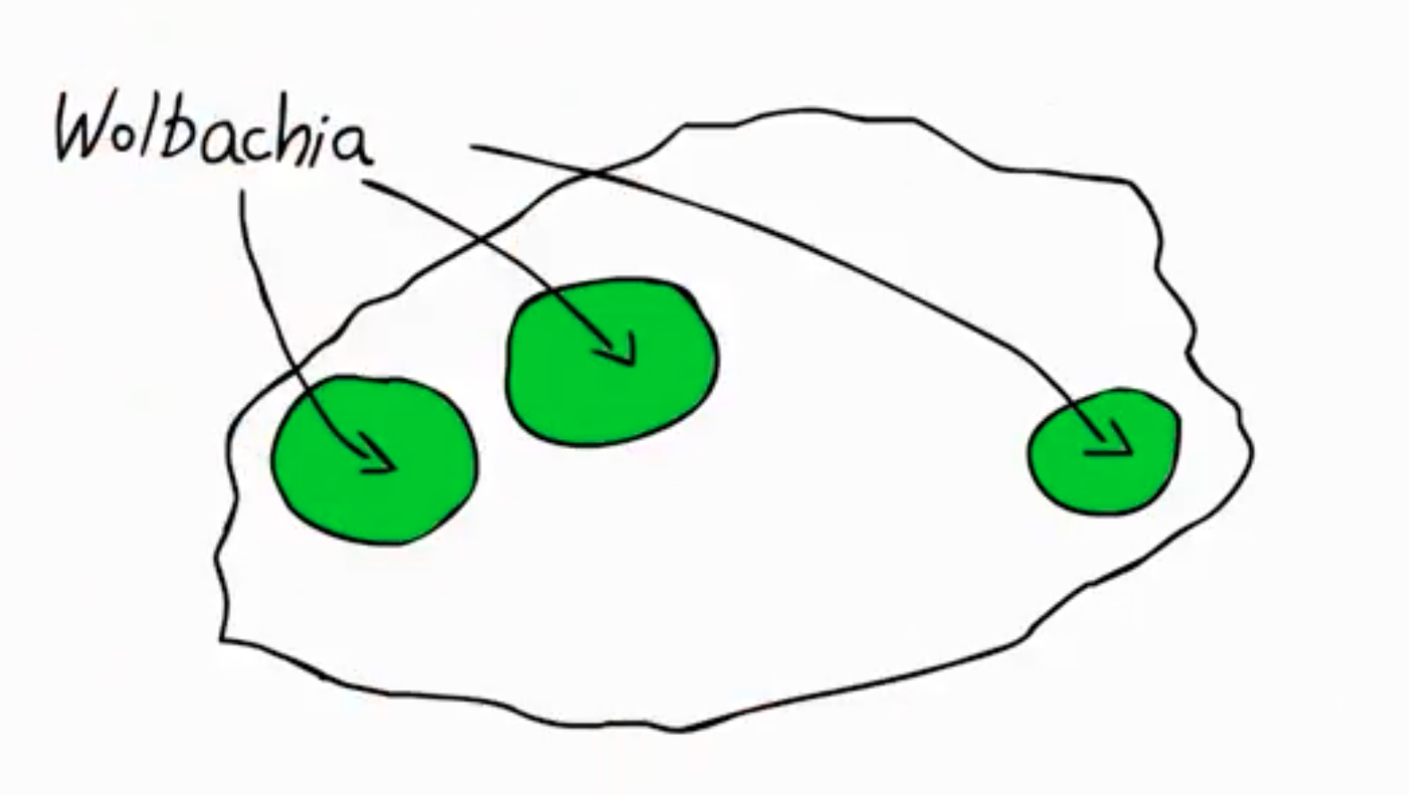 沃爾巴克氏體(Wolbachia)自然存在於60%昆蟲物種中,包括果蠅、飛蛾、蜻蜓和蝴蝶。