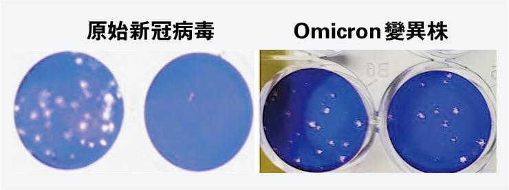 圖中染藍的細胞分別感染原始新冠病毒及Omicron,在未接種和已接種疫苗的比較,若細胞被病毒殺死會變成白色小洞,可見原始病毒多被已接種疫苗者的血清殺死,較少白洞。