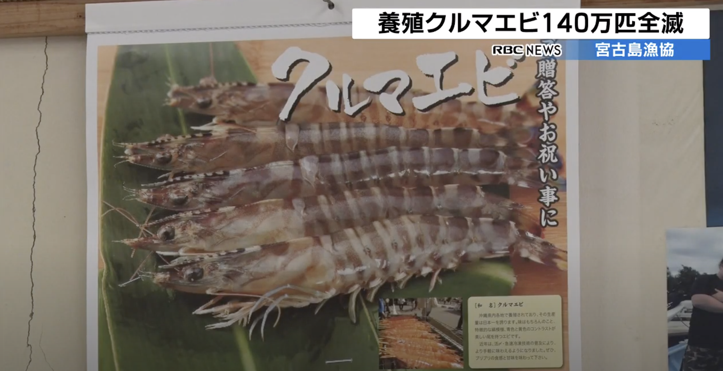 日本沖繩有很養殖場爆發「蝦瘟」。