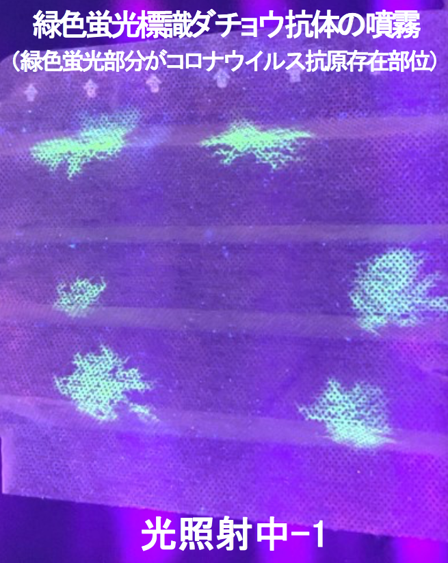 沾有病毒的口罩範圍，會在紫外線燈下發光。