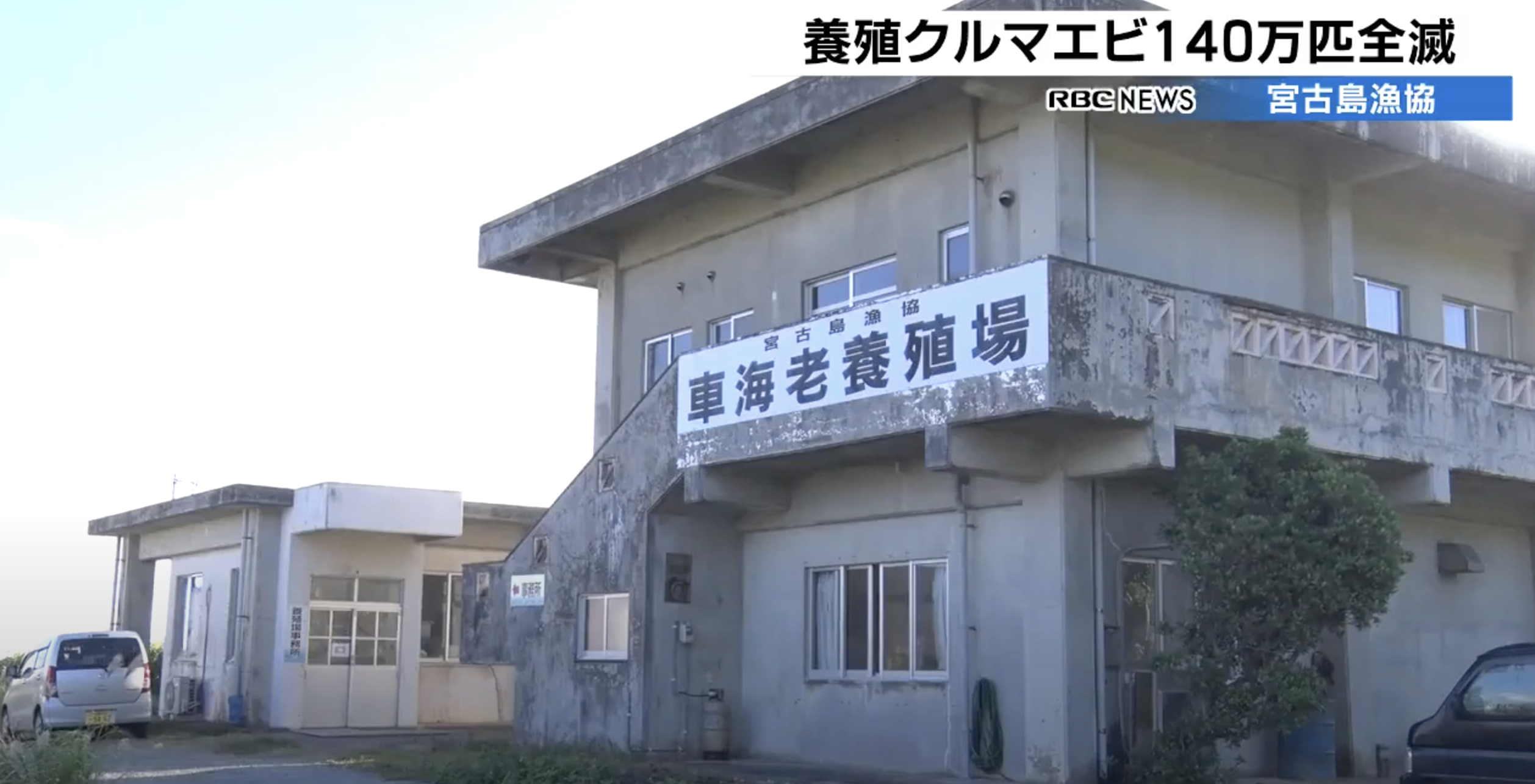 日本有養蝦場內140萬隻虎蝦因感染急性病毒血症幾乎全部死亡。