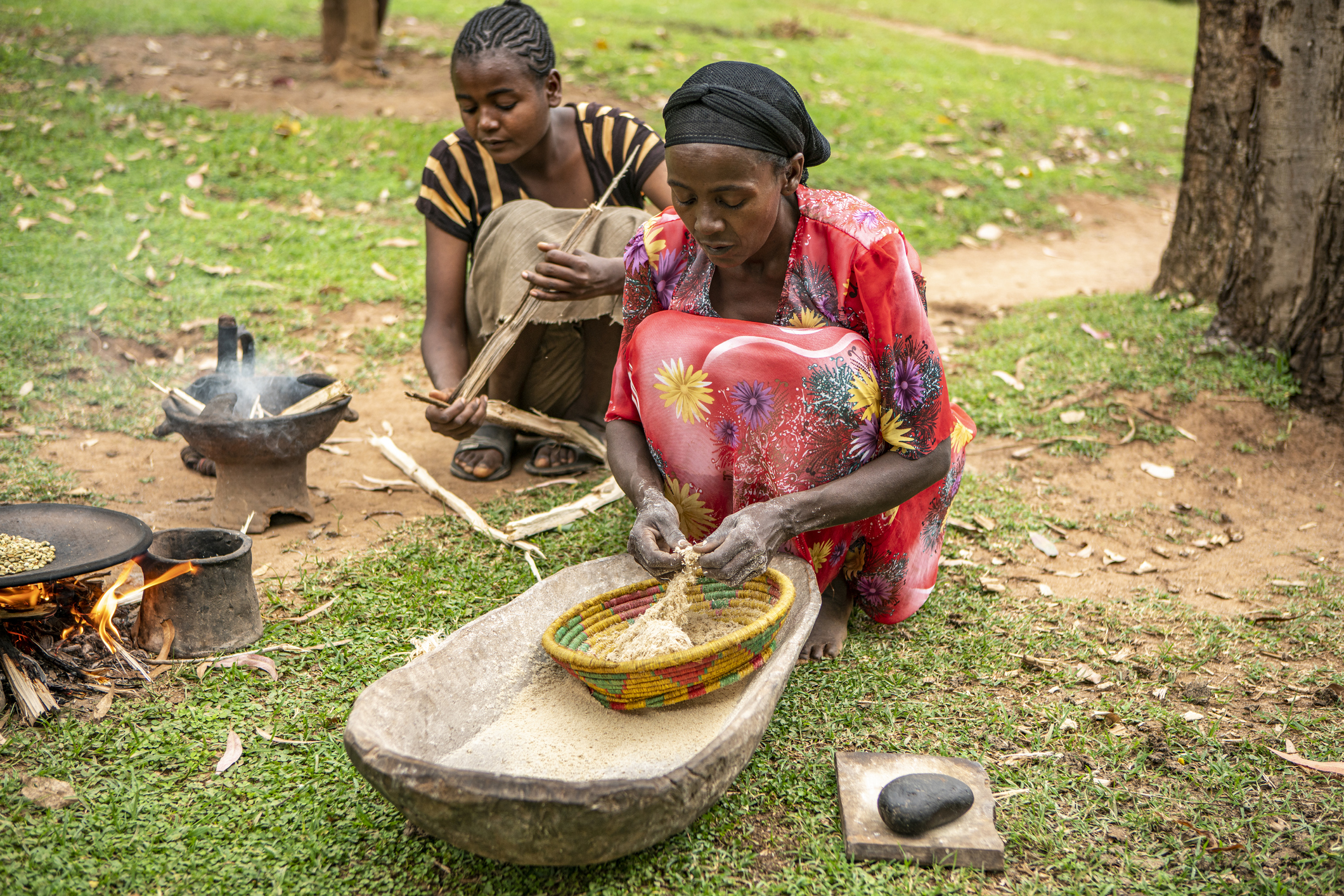 Enset是2000萬埃塞俄比亞人的主食,但它從來沒有擴展出其出生地埃塞俄比亞西南部。