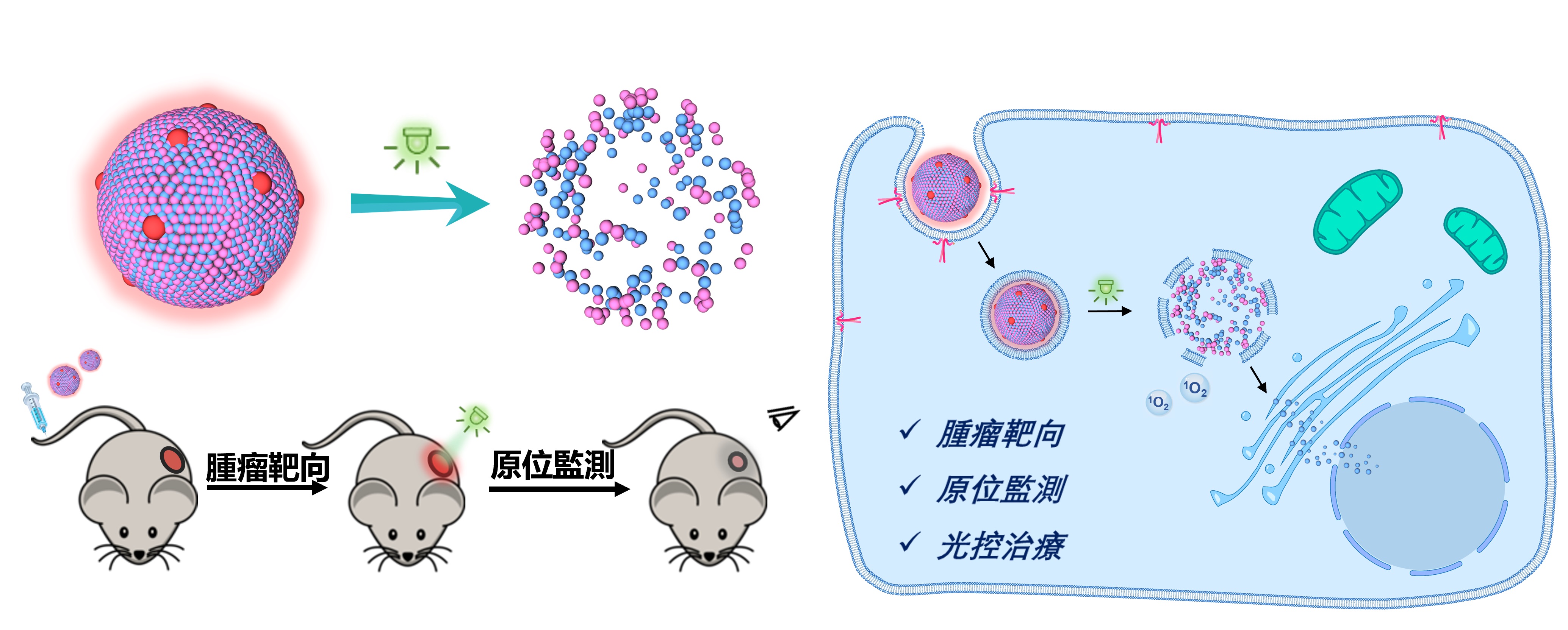 研究團隊指，研究提出針對結直腸癌組織的新型光觸發、可視化治療方案，有望精準遞送抗癌藥物。
