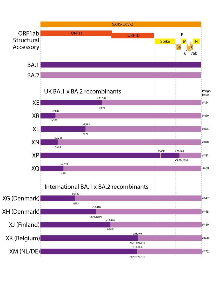 Omicron病毒不斷變異，其中BA.2佔全球新冠個案近94%。