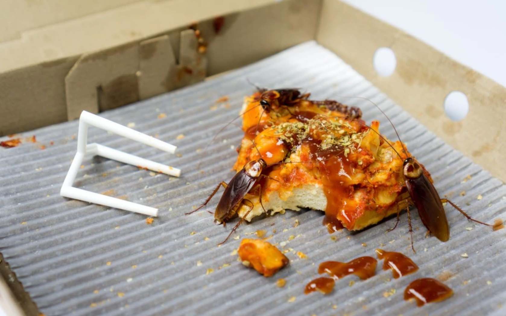 蟑螂的生命力極強,雖然蟑螂不會咬人,對人類亦無害,但蟑螂也是許多疾病的致病原。