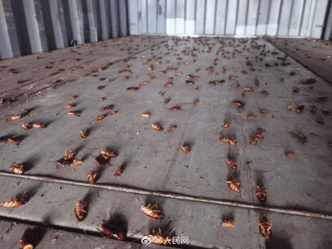 美洲大蠊是蜚蠊科中體積最大的品種。