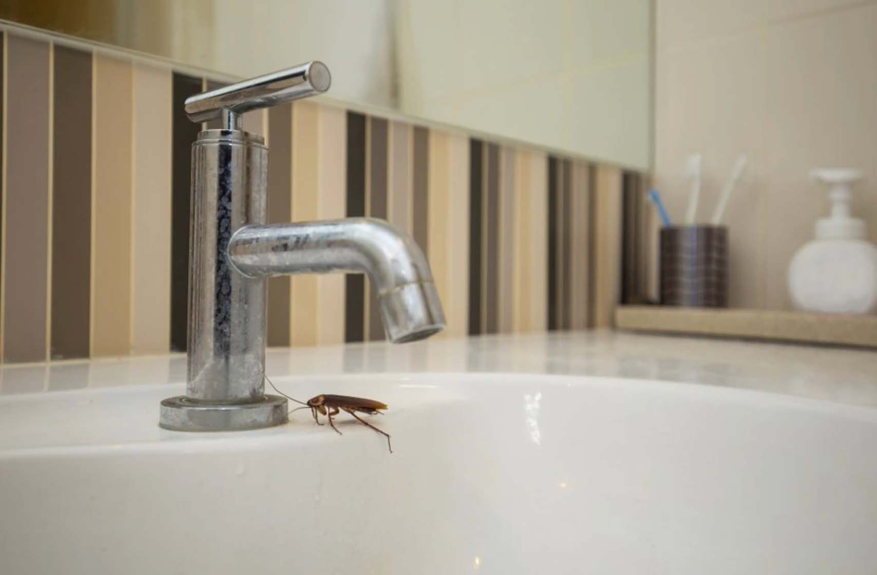 日前,有台灣男網友向洗手盆窿狂噴殺蟲水後,短短25秒即湧出7隻大蟑螂。(示意圖)