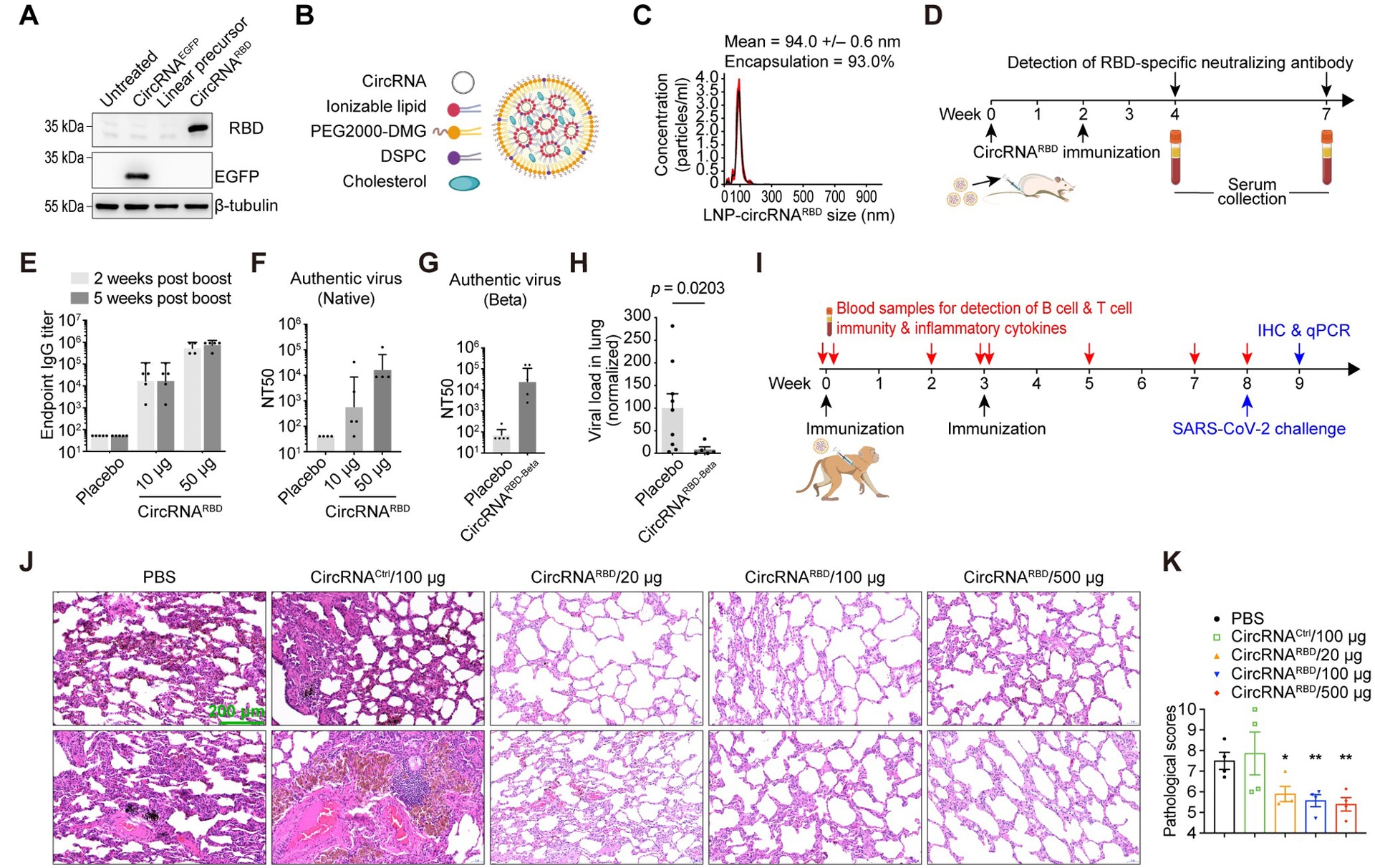 實驗證明，環狀RNA疫苗可以在小鼠和恒河猴體內，誘導產生高水平的新冠病毒中和抗體以及特異性T細胞免疫反應。